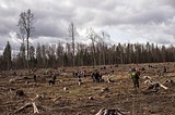 Фото: Акция «ЛЕС ПОБЕДЫ» 25 апреля 2015 года