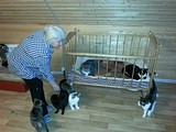 приют для животных «Умка» в Лесном городке