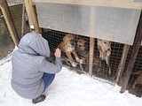 приют для животных «Умка» в Лесном городке