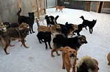 приют для животных «Умка» в Лесном городке