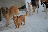 приют для животных «Умка» в Лесном городке