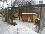 Одинцовский приют для бездомных животных