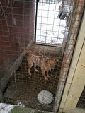 Одинцовский приют для бездомных животных