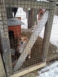 Одинцовский приют для бездомных животных
