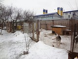 Одинцовский приют для бездомных животных