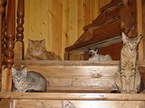 приют для животных «Умка» в Лесном городке
