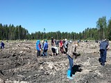 акция «Лес Победы»