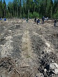 акция «Лес Победы»