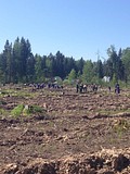 акция «Лес Победы»
