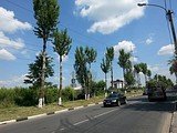 опиловка тополей