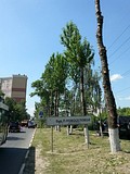 опиловка тополей