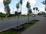 опиловка тополей