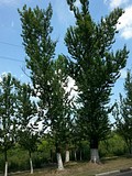 опиловка тополей