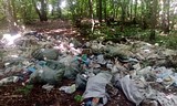 акция в липовой роще 2 июля 2016 года