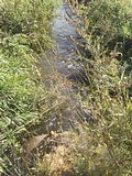забор воды из реки Ликова городского поселения Лесной городок