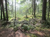 Посещение реликтового леса