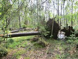 Посещение реликтового леса