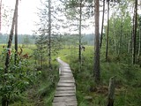 Посещение реликтового леса