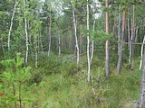 Посещение реликтового леса