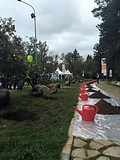 Посадка деревьев в спортивном парке отдыха имени Героя России Ларисы Лазутиной