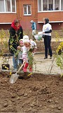 Посадка деревьев в Лесном городке, Светлана Налепова