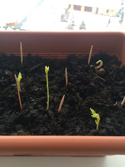 Проект Марии Заугольновой «Из желудя — ДУБ!»