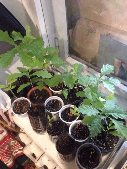 Проект Марии Заугольновой «Из желудя — ДУБ!»