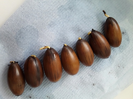 Проект Марии Заугольновой «Из желудя — ДУБ!»