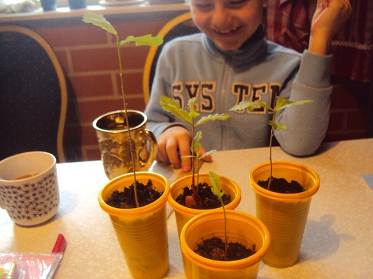 Проект Марии Заугольновой «Из желудя — ДУБ!»