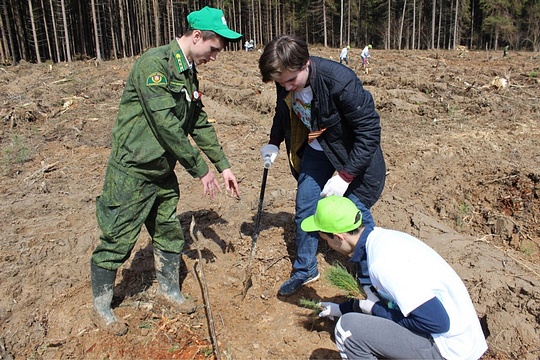 Акция «Лес Победы» — 2017