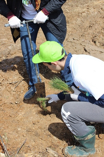 Акция «Лес Победы» — 2017