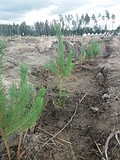 Акция «Наш лес. Посади свое дерево»