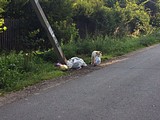 Экологический рейд в Жаворонковском сельском поселении