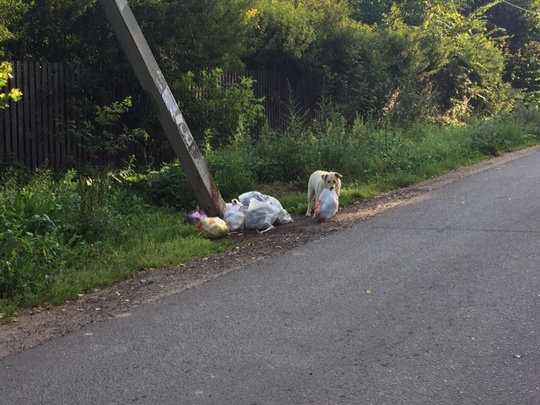 Экологический рейд в Жаворонковском сельском поселении, Комиссия по экологии, землепользованию и природопользованию