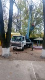 В детском саду №13 спилили старое дерево