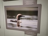 Фотовыставка «По заповедным тропам Северо — Запада»