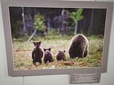 Фотовыставка «По заповедным тропам Северо — Запада»